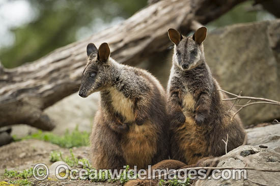 Brush-tailed Rock-wallaby photo