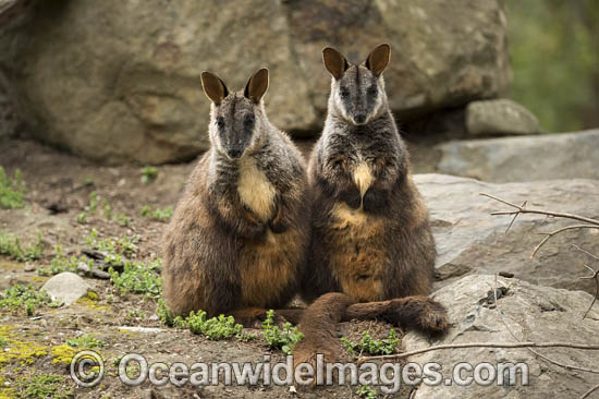Brush-tailed Rock-wallaby photo