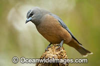 White-browed Woodswallow Photo - Gary Bell