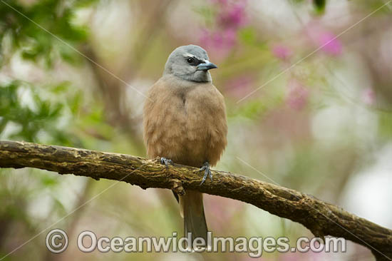 White-browed Woodswallow photo