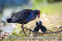 Purple Swamphen chicks Photo - Gary Bell