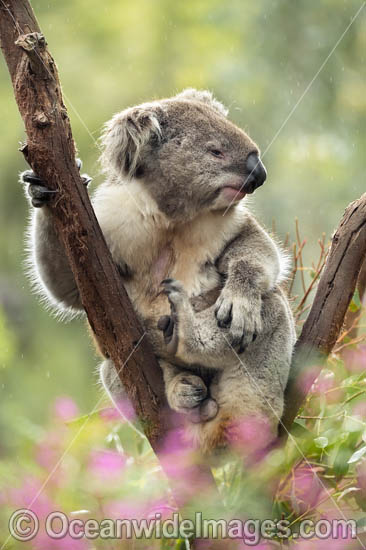 Koala in tree photo