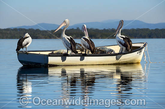 Australian Pelicans on boat photo