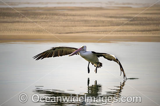Australian Pelican flying photo