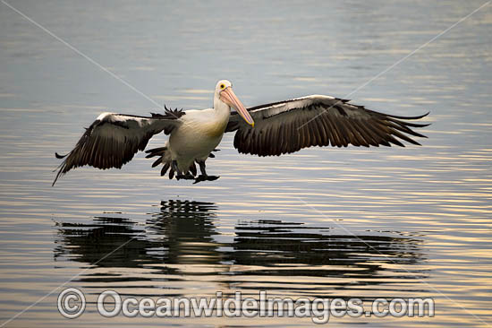 Australian Pelican flying photo