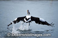 Australian Pelican flying Photo - Gary Bell