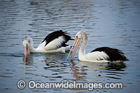 Australian Pelicans fishing Photo - Gary Bell