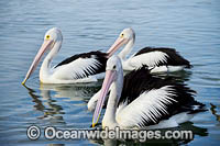 Australian Pelicans Photo - Gary Bell