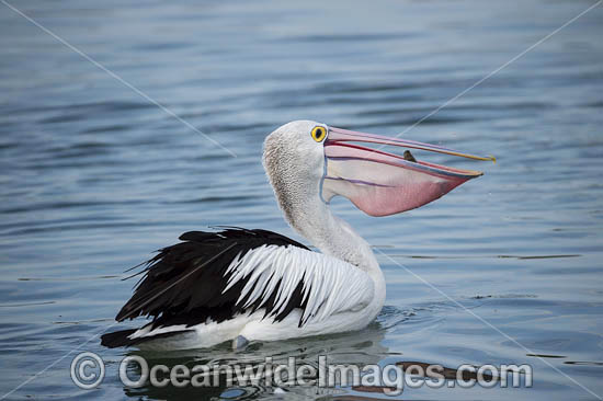 Australian Pelican fishing photo