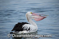 Australian Pelican fishing Photo - Gary Bell