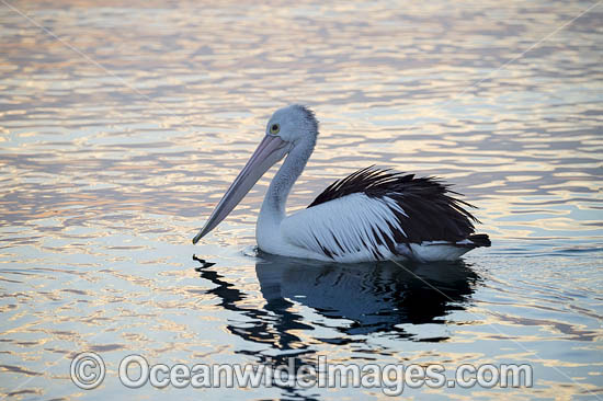 Australian Pelican photo