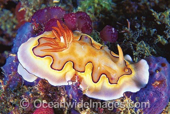 Nudibranch Chromodoris coi photo