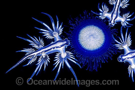Nudibranch feeding on Blue Button Jellyfish photo