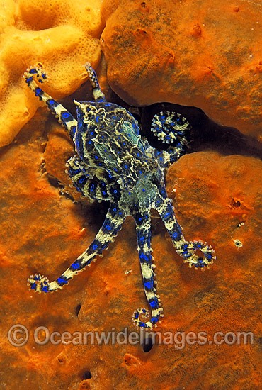 Blue-ringed Octopus on sponge photo