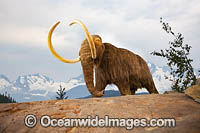 Woolly Mammoth Photo - David Fleetham