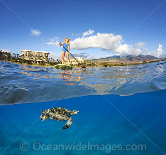 Girl on Paddleboard with Green Sea Turtles photo