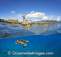 Girl on Paddleboard with Green Sea Turtles Photo - David Fleetham