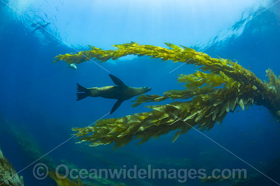 California Sea Lions in kelp photo