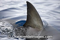 Great White Shark dorsal fin Photo - David Fleetham