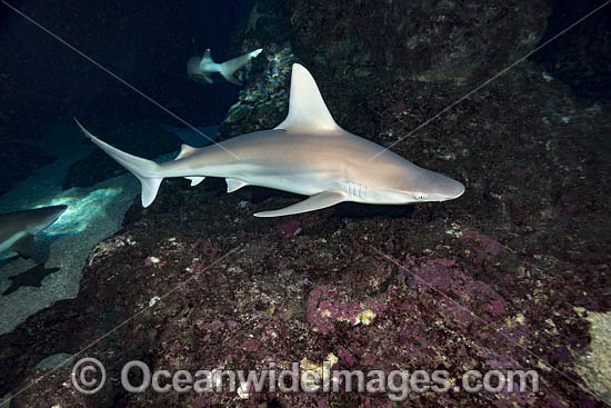 Sandbar Shark Hawaii photo