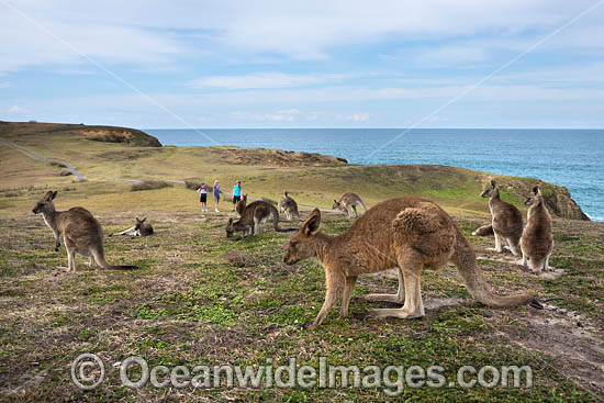 Eastern Grey Kangaroos photo