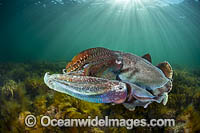 Giant Cuttlefish males rivalling Photo - Gary Bell