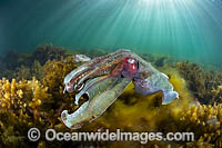 Giant Cuttlefish Whyalla Photo - Gary Bell