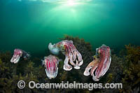 Giant Cuttlefish breeding Photo - Gary Bell