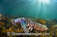 Giant Cuttlefish mating Photo - Gary Bell