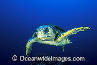 Loggerhead Sea Turtle Photo - Gary Bell