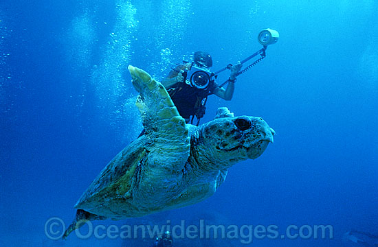 Scuba Diver photographing Loggerhead Turtle photo