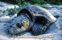 Nesting female Loggerhead Sea Turtle Photo - Gary Bell