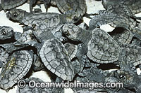 Loggerhead Turtle hatchlings emerging Photo - Gary Bell