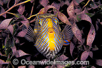 Ornate Cowfish Aracana ornata Photo - Gary Bell