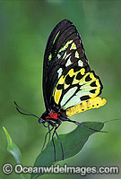Birdwing Butterfly Photo - Gary Bell