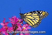 Monarch Butterfly Danaus plexippus Photo - Gary Bell