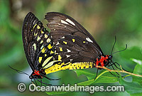 Cairns Birdwing Butterflies mating Photo - Gary Bell