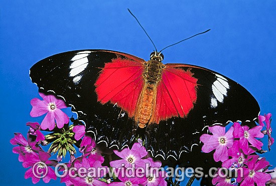 Red Lacewing Butterfly Cethosia biblis photo