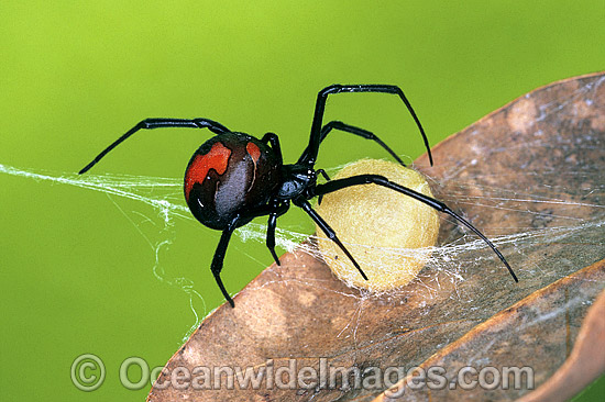 Red-back Spider with egg case photo
