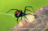 Red-back Spider with egg case Photo - Gary Bell