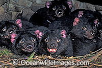 Den of Tasmanian Devil cubs Photo - Gary Bell