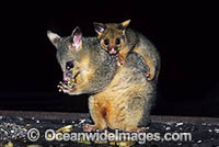 Common Brushtail Possum mother with baby Photo - Gary Bell
