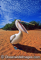 Australian Pelicans Photo - Gary Bell