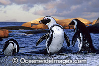 African Penguins Jackass Penguins Photo - Gary Bell