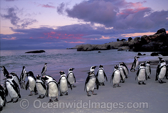 African Penguins photo