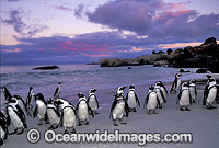 African Penguins Photo - Gary Bell
