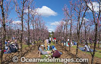 Walliston Blossom Festival Perth Photo - Gary Bell
