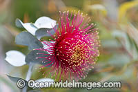 Rose of the West wildflower Photo - Gary Bell