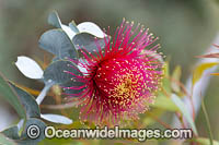 Rose of the West wildflower Photo - Gary Bell