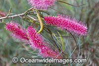 Pink Pokers Grevillea wildflower Photo - Gary Bell
